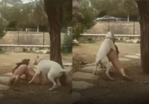 Cachorro não precisa mais do link videos porno » SexoMaluco